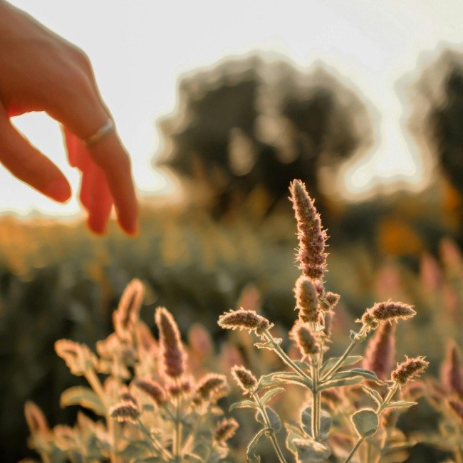 Yoga of Herbs - Βοτανικός περίπατος & Yoga στον Υμηττό- 1 Μαρτίου